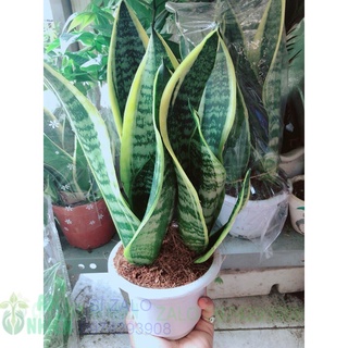 Chậu lưỡi hổ