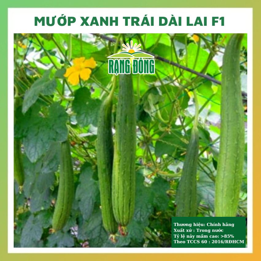 Hạt giống mướp hương xanh trái dài lai F1 trồng chậu chịu nhiệt 4 mùa tỉ lệ nảy mầm cao 20 hạt RADO 032