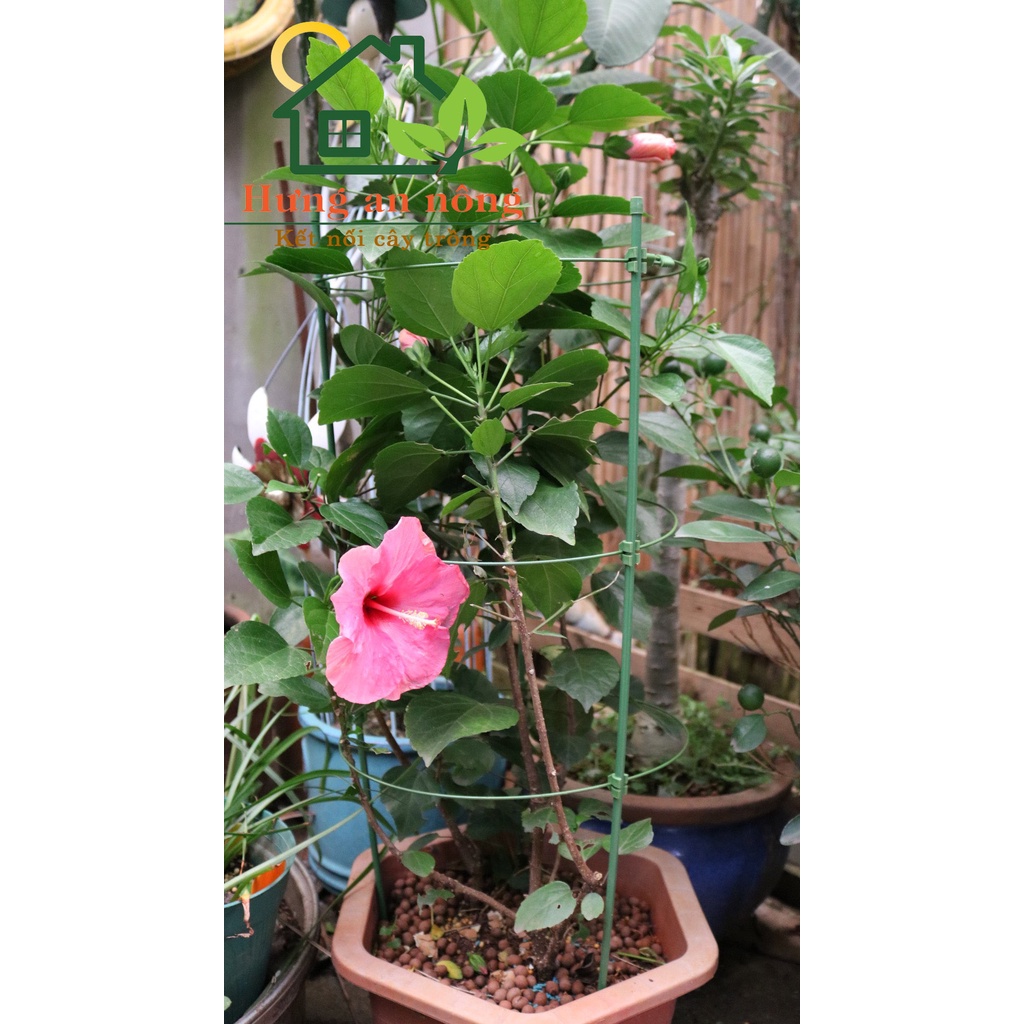Bộ giá đỡ hoa hồng, cây cảnh, hỗ trợ dây leo size 45cm/75cm