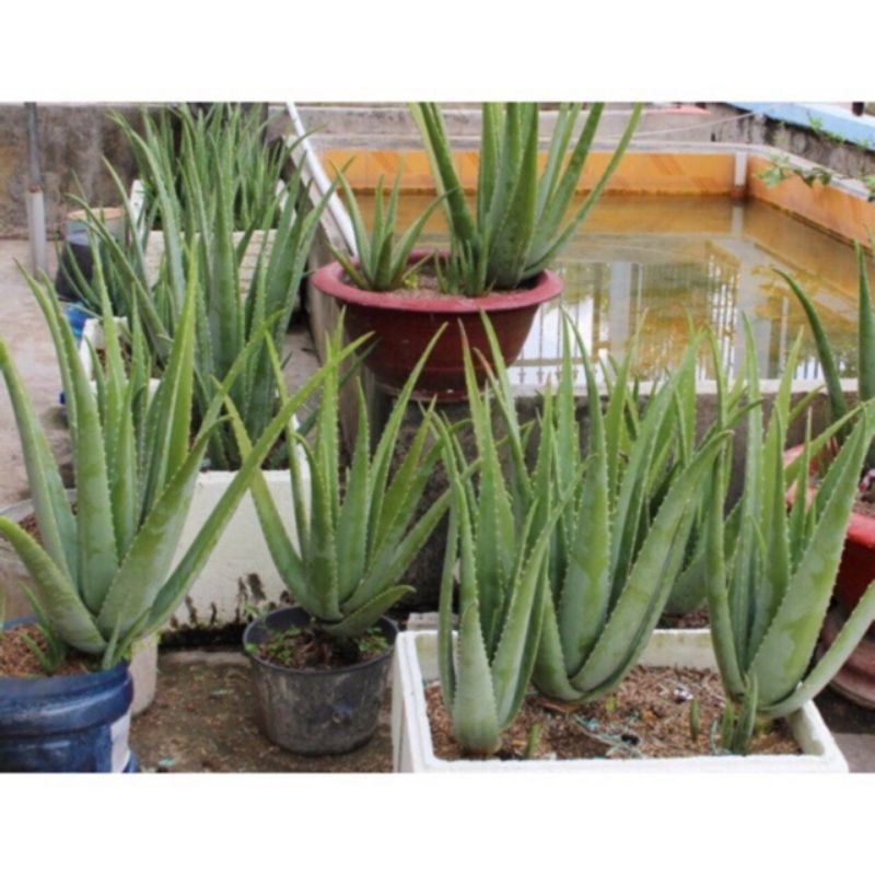 Cây  nha đam cây giống