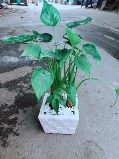 Chậu Môn Tai Phật