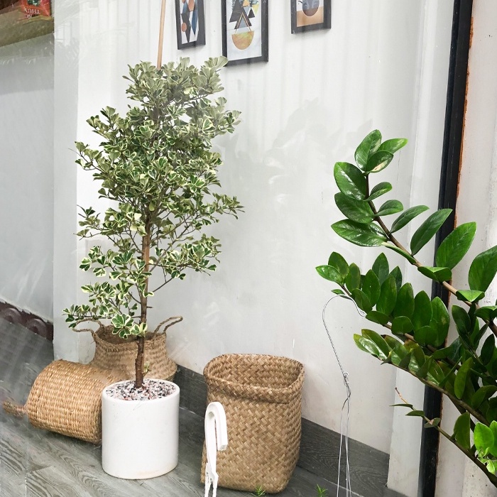 Cây Đa Tam Phúc Nội Thất size lớn trang trí ban công kèm chậu men sứ