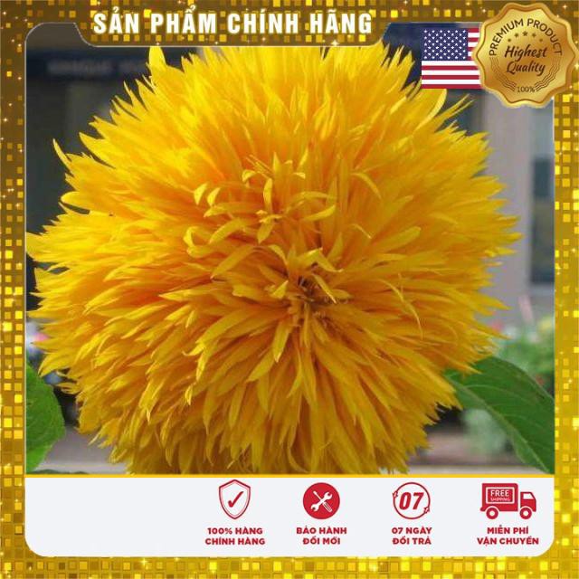 Gói 30 hạt hoa hướng dương xù USA