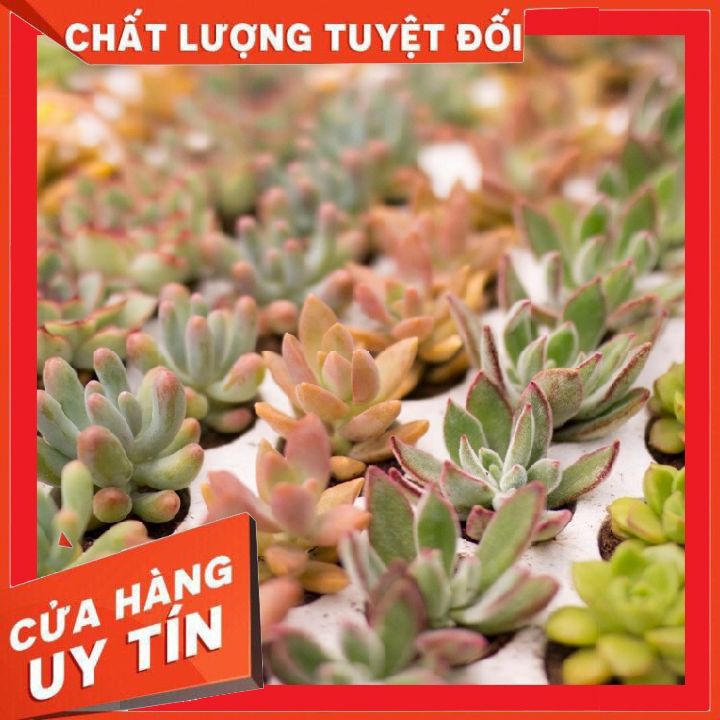 Combo 10 cây sen đá vỉ mix nhiều loại ❌ FREE SHIP ❌ xuất xứ Đà Lạt, đã thuần khí hậu