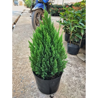 Cây Sơn Tùng NoeL chiều cao 50cm cây hương thơm, thanh lọc không khí và mang đến tài lộc