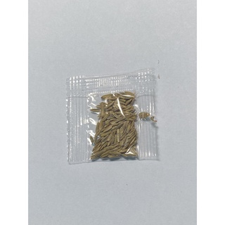 Hạt giống cây cảnh trồng chậu mini