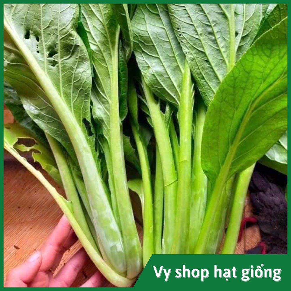 Hạt giống cải ngọt khổng lồ Thái Lan gói 3500 hạt