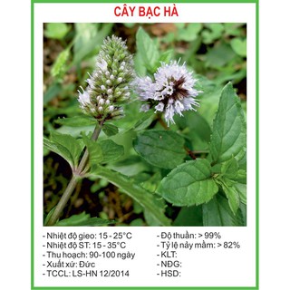 Hạt Giống Bạc hà âu 100 Hạt/ Gói