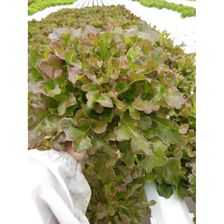 HẠT GIỐNG XÀ LÁCH SỒI ĐỎ OAKLEAF - GÓI 2 GRAM