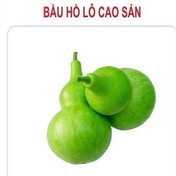 Hạt giống bầu hồ lô cao sản F1 - 1 gói 10 hạt - tặng kèm 3 viên nén ươm hạt - HGT