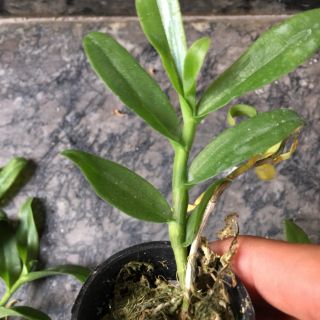 Phi điệp 5 cánh trắng phú thọ ( combo 2 cốc )