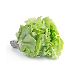 Hạt giống rau xà lách