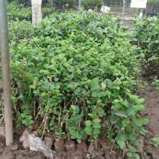 Compo 2 Cây giống táo đại quả to