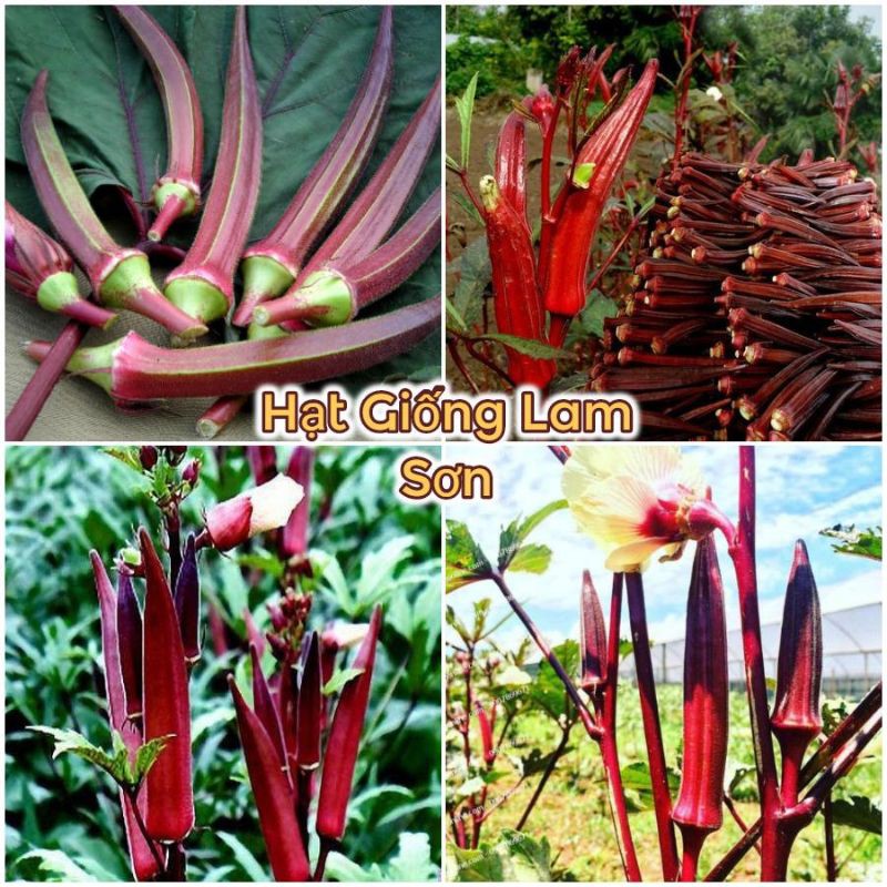 HẠT GIỐNG ĐẬU BẮP ĐỎ - Vị Thanh Ngot, Tốt Cho Sức Khỏe.