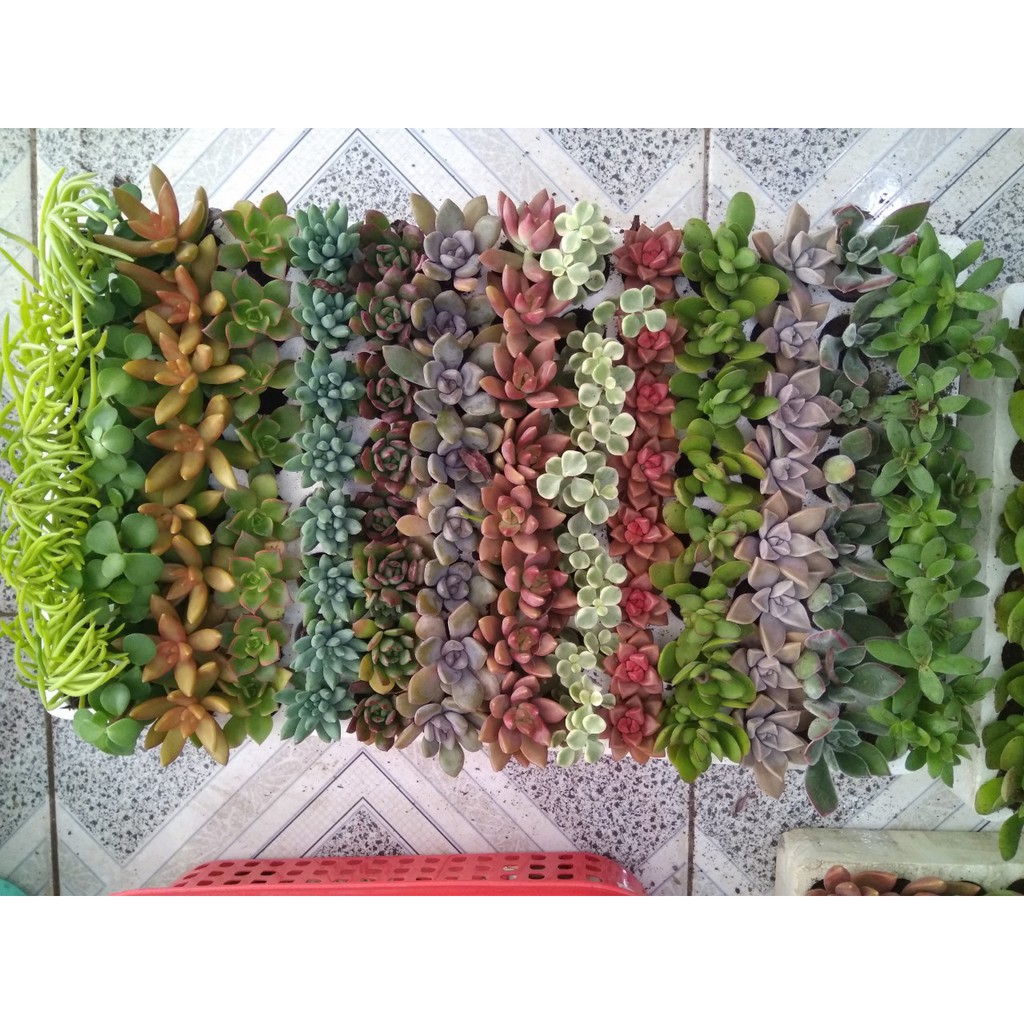 [RẺ KHÔNG TƯỞNG] Combo 1 vỉ 84 cây sen đá (12-16 loại) -size vỉ