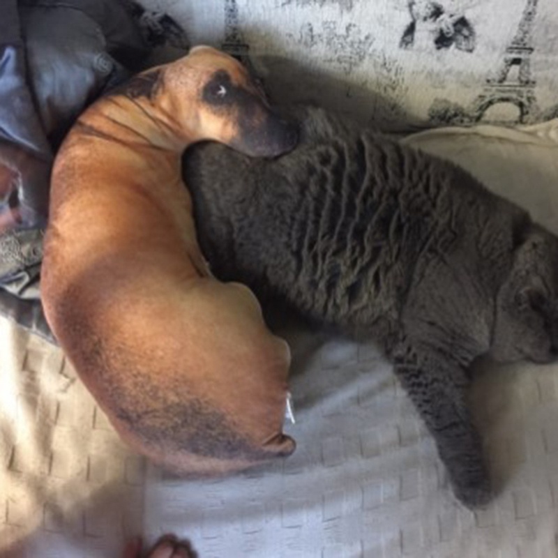 Gối Ôm Nhồi Bông Hình Chú Chó Dễ Thương Cho Người Lớn Và Trẻ Em