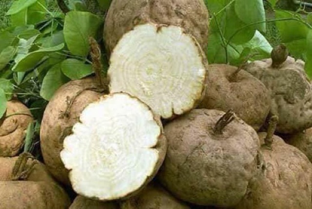 [Mã 267FMCGSALE giảm 8% đơn 500K] Mầm đậu nành Organic Linh spa tăng kích thước vòng 1 chính hãng | BigBuy360 - bigbuy360.vn