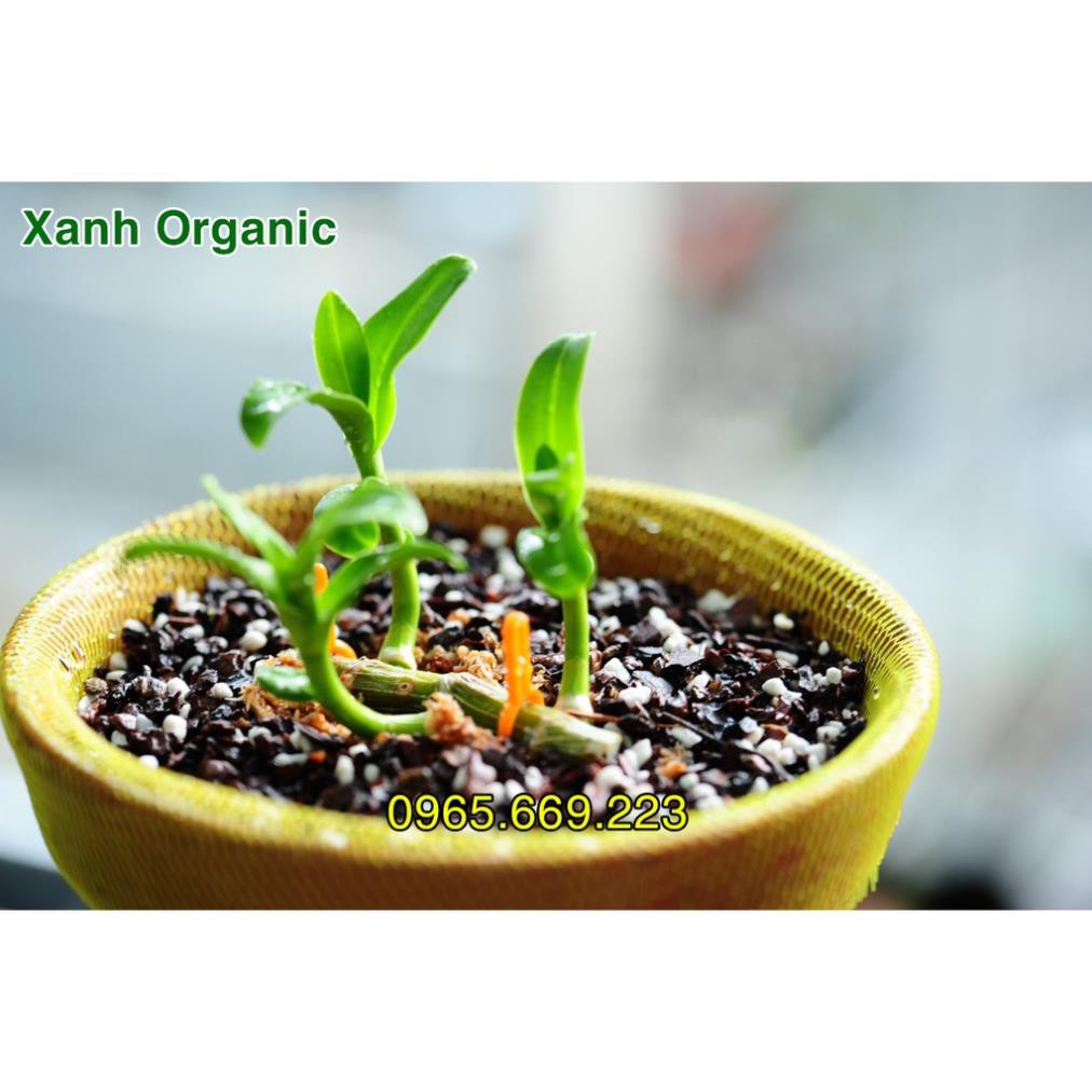1kg Giá Thể Trồng Lan Cao Cấp Đã Xử Lý cho người tập chơi