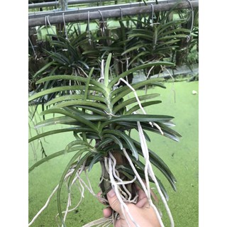 Hoả hoàng cam ghép gỗ