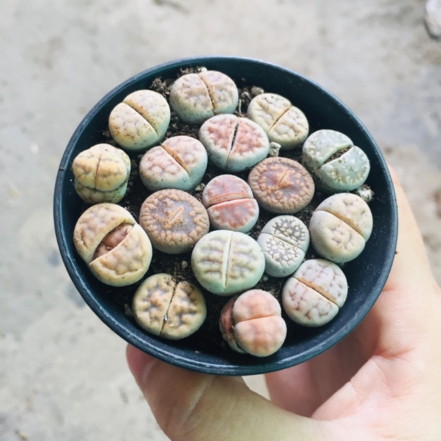 THẠCH LAN (LITHOPS)