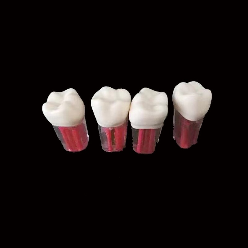 Mô Hình Hàm Răng Bằng Nhựa Resin Trong Suốt Dành Cho Học Sinh Tập Làm Nha Khoa