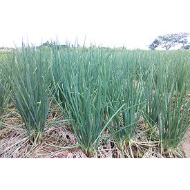 Hạt giống hành lá HN gói 1gr