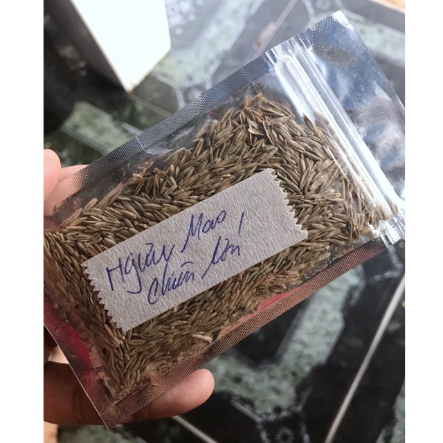 HẠT GIỐNG THỦY SINH NGƯU MAO CHIÊN CAO 10g