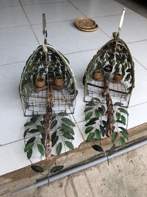 Ngũ cốc trộn 14 loại hạt cho chim cu gáy