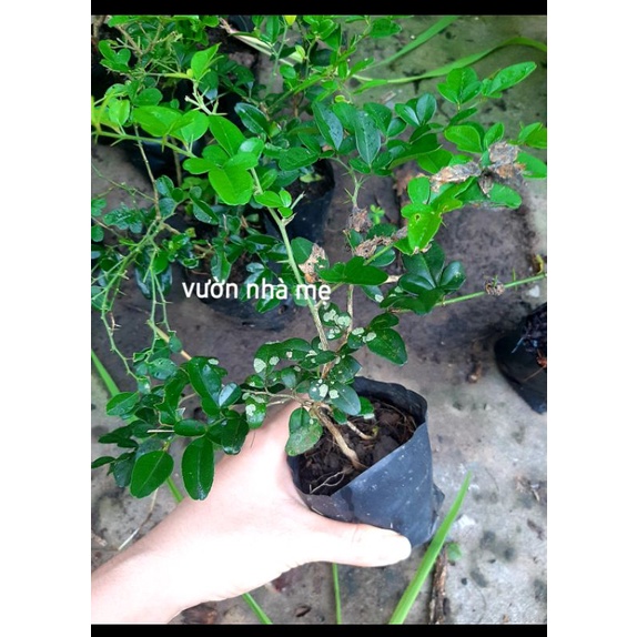 Cây giống kim quýt con