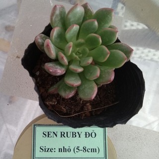 Sen đá ruby đỏ - size nhỏ (5-8cm)