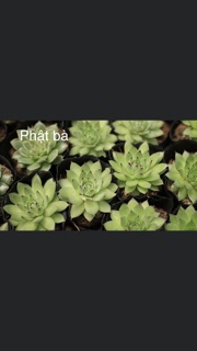 Sen đá nhỏ 3-5cm