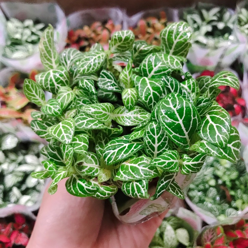 Lá may mắn - Lá Cẩm nhungi