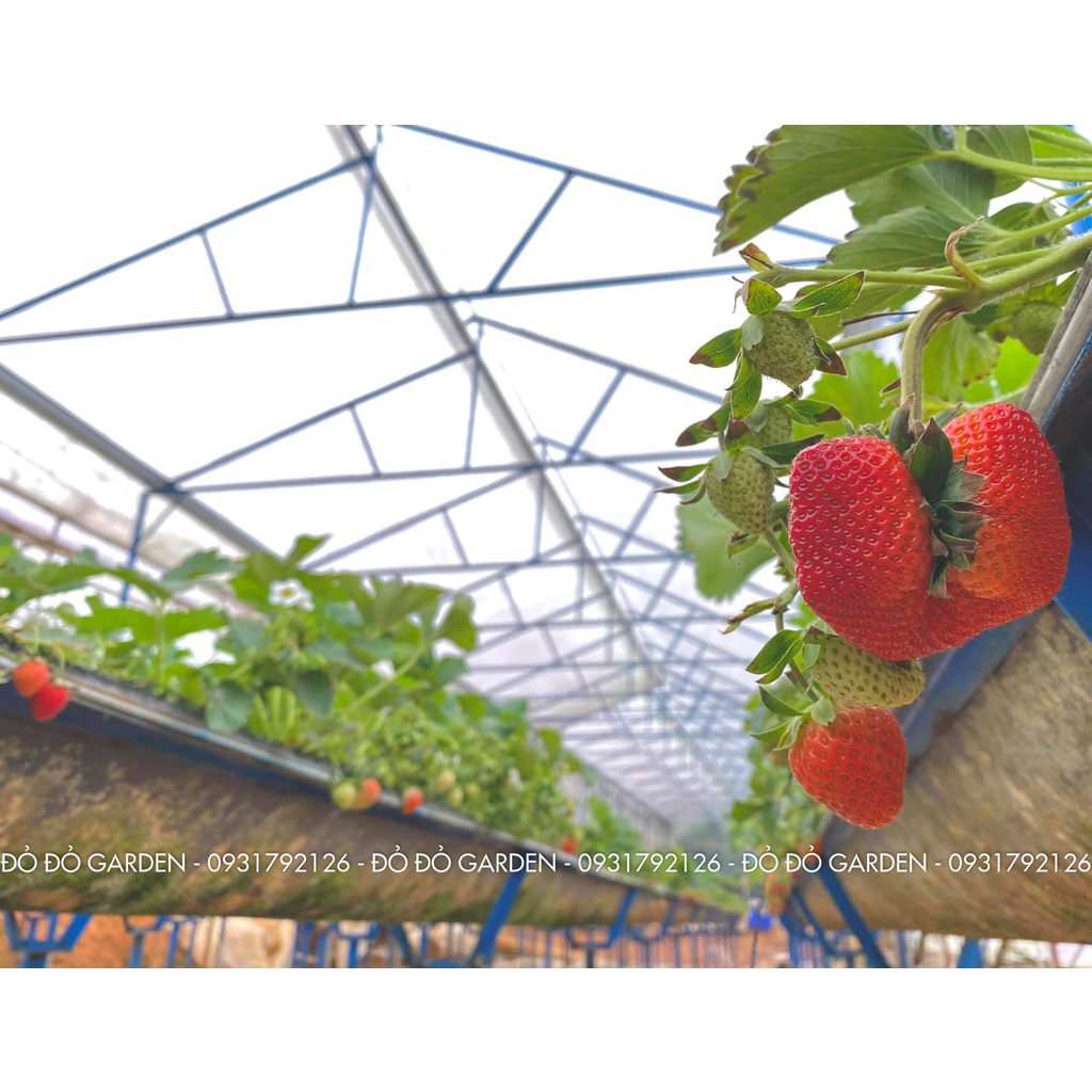 [Giao nhanh 2h] Dâu Giống Hàn Đang Rộ Được Trồng Theo Quy Trình Công Nghệ Cao Tại Đà Lạt _ Hộp giấy | BigBuy360 - bigbuy360.vn