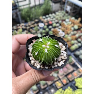 Xương rồng trúc ngọc mini -ra hoa rất đẹp