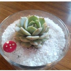 200g Sỏi trắng dăm nhỏ làm tiểu cảnh, trồng cây, trang trí bể cá, sân vườn, làm mô hình