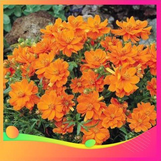 Gói 20 hạt giống hoa sao nhái kép lùn mix UY TÍN, GIÁ RẺ, CHẤT LƯỢNG BÀ CON AN TÂM ƯƠM MẦM