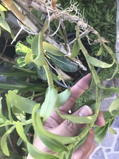 Phi Điệp Tím