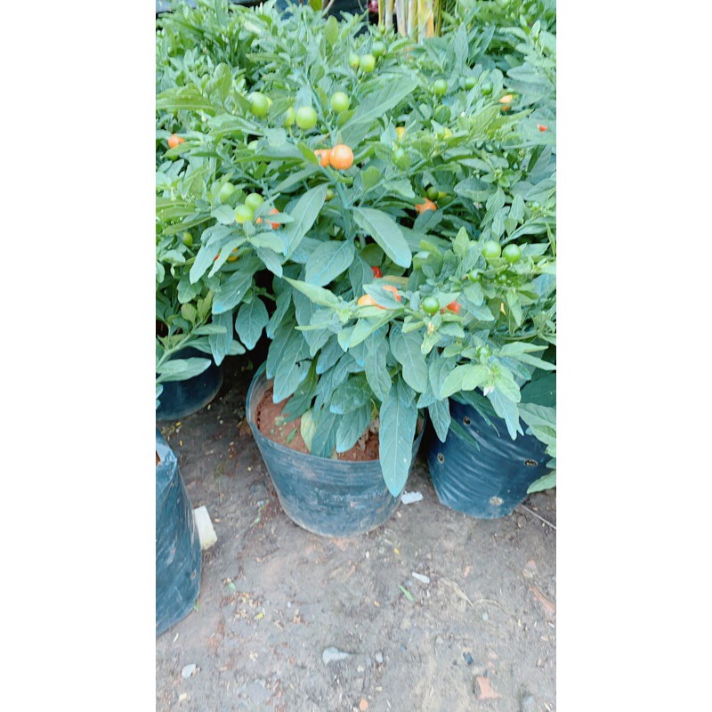 Cây Cheri Hàng Đẹp