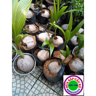 COMBO 5 CÂY DỪA SÁP GIỐNG