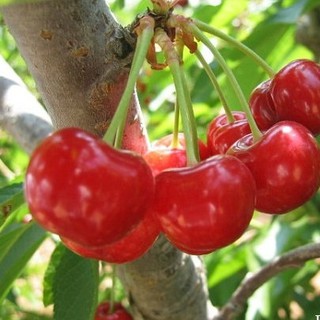 Hạt Giống Cây Anh Đào ( Cherry )