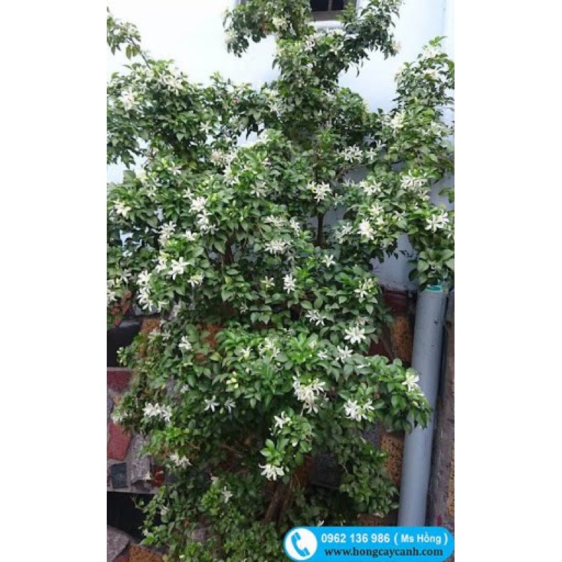 cây nguyệt quế bông cực thơm