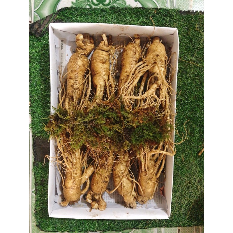 Sâm Hàn Quốc size 8 củ 1kg.1 củ chỉ 250k | BigBuy360 - bigbuy360.vn