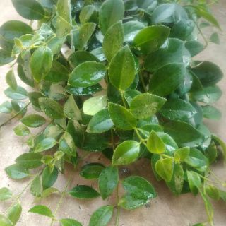 Cây 🌲 Lan Son Môi chậu treo