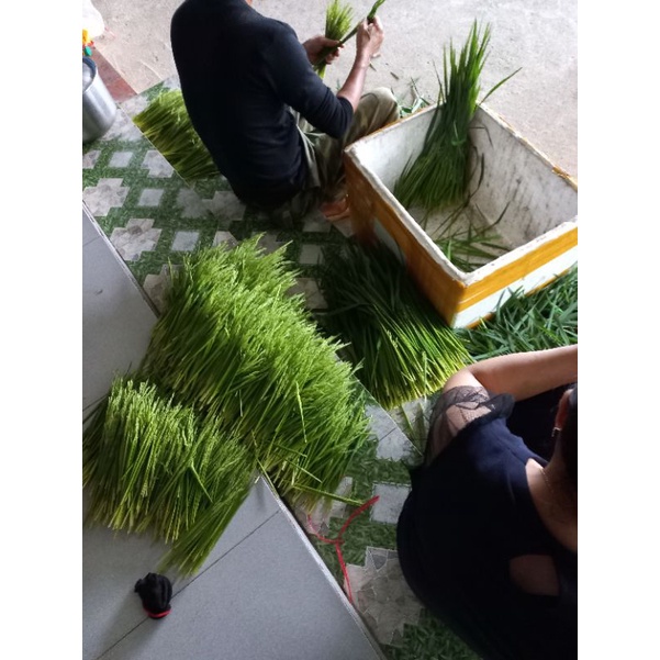 5kg đòng đòng nếp