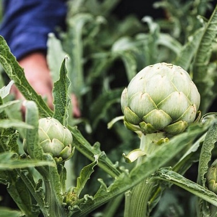 Hạt Giống Atiso Đà Lạt Bông Xanh (RADO934) 2gr