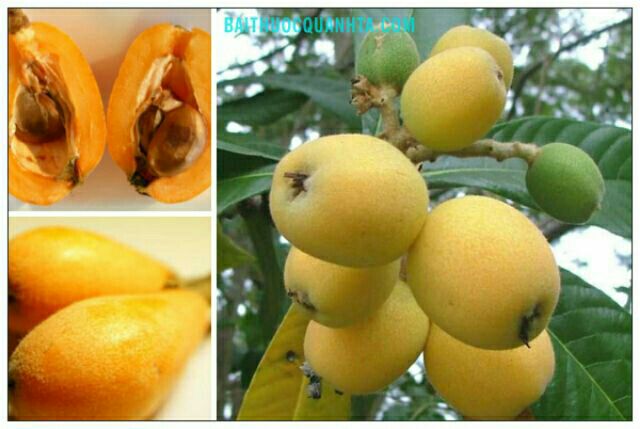 Cây giống nhót nhật thân gỗ nhập khẩu