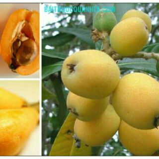 Cây giống nhót nhật thân gỗ nhập khẩu