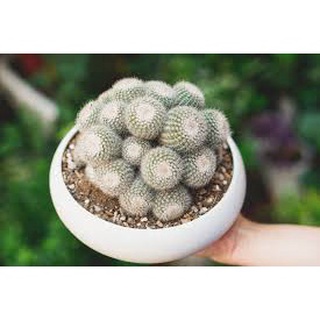Hạt Giống Hoa Xương Rồng (tặng kèm phân bón)