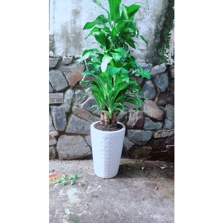 Chậu Phát Tài 5 Thân