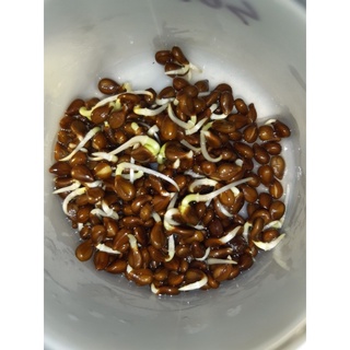 Giống Rau nhút(1g)